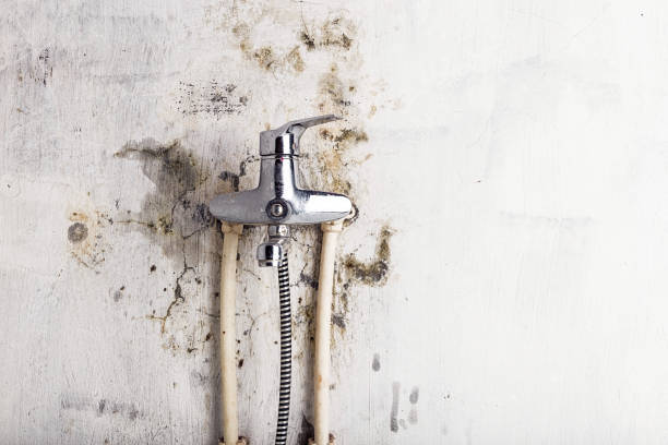 Mold Removal and Inspection in Arlington Heights, PA