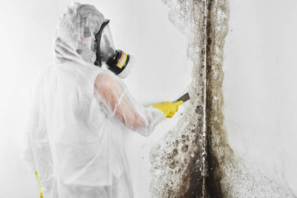 Mold Removal Process in Arlington Heights, PA