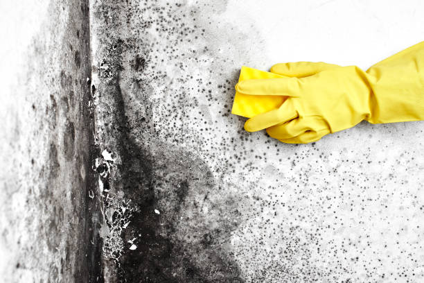 Best Residential Mold Removal  in Arlington Heights, PA