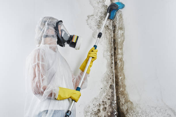 Best Toxic Mold Removal  in Arlington Heights, PA