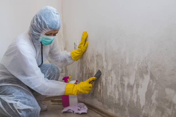 Best Fast Mold Removal  in Arlington Heights, PA