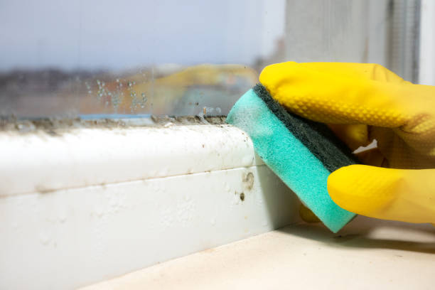 Best Home Mold Removal  in Arlington Heights, PA