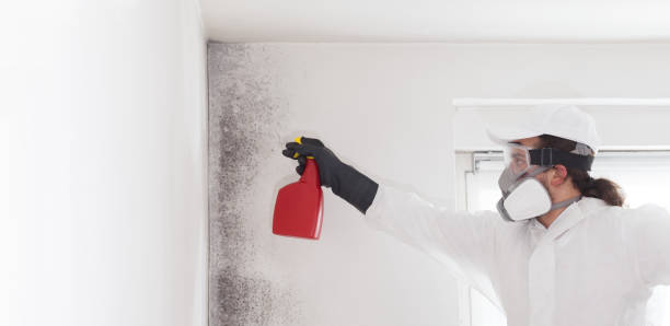 Best Emergency Mold Removal  in Arlington Heights, PA