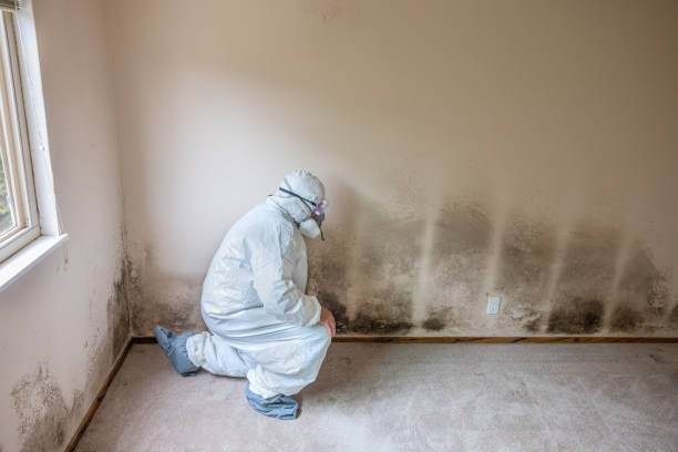 Best Attic Mold Removal  in Arlington Heights, PA