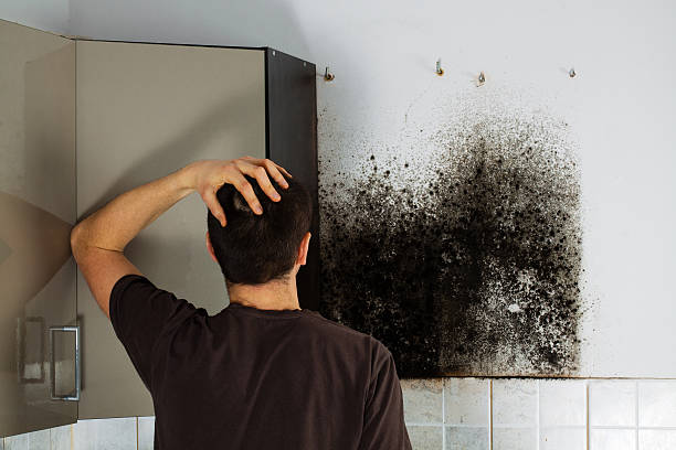 Best Professional Mold Removal  in Arlington Heights, PA
