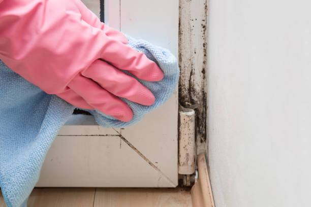 Professional Mold Removal in Arlington Heights, PA