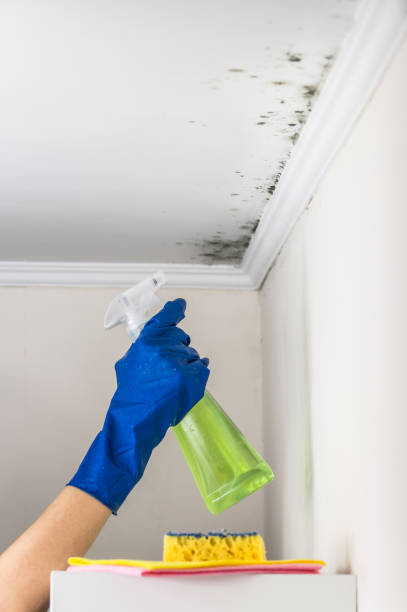 Best Mold Removal and Inspection  in Arlington Heights, PA